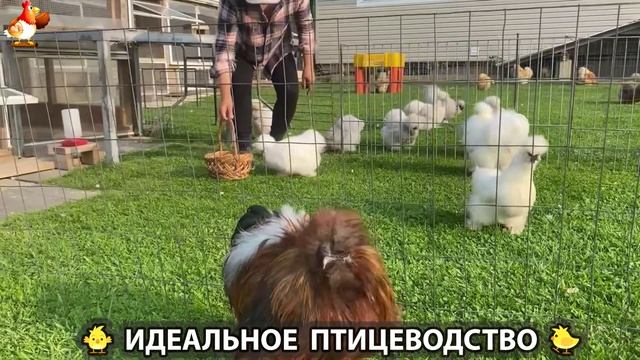 Идеальное птицеводство достойно восхищения 🐓🦆🦢🦚🦃🐔 эпизод (241)