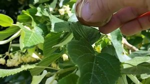 Шкатулка на липе в цвету