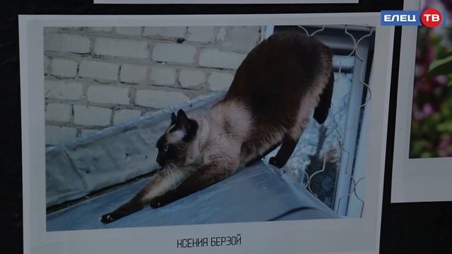 В Ельце прошла выставка работ молодых художников, фотографов и веб-дизайнеров