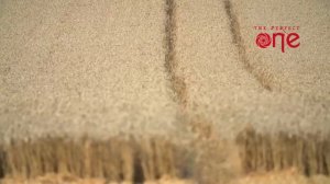 The Рerfect One. Питание по интегральным полям