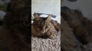 Тимка отдыхает #кот #красивый кот #кототдыхает