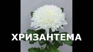 Хризантема в сад. Эксперимент.
