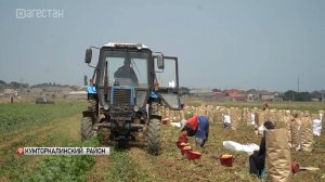 В Кумторкалинском районе стартовала уборка раннего картофеля