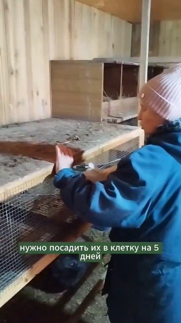 Как сделать так, чтобы курица несла яйцо, а не высиживала. #курица #несушки