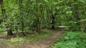Как выглядит летом лес возле дома