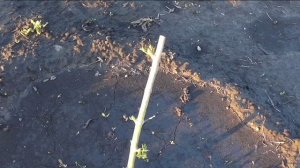 11 июня, на огороде проросла палка-колышек