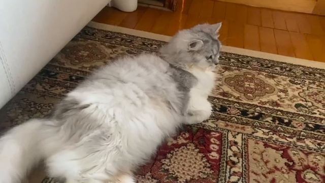 Улыбки и мурлыканья: приключения самой очаровательной кошки