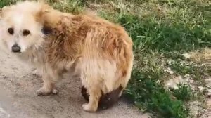 Бося в тяжёлом состоянии
