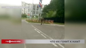 Пожары и болезни заставляют диких зверей выходить к людям в Иркутской области