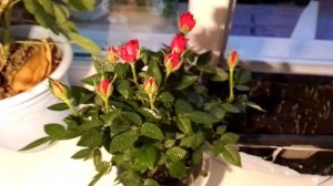 купил в магните розы, в каждом горшке 4 корня..