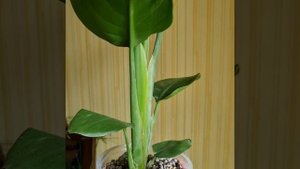 Стрелиция Николая