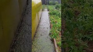 11.07 Прошел сильный ливень и град. Последствия в огороде.