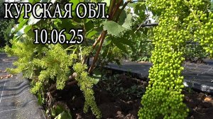 ВИНОГРАДНИК НА 10.06.25