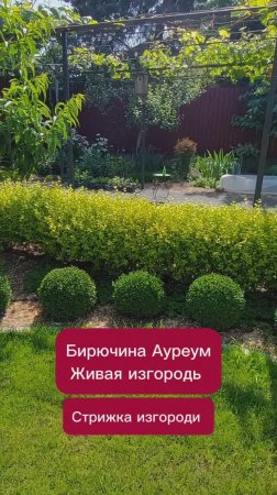 Бирючина Ауреум живая изгородь.mp4