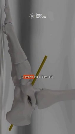 Бесплатный мини-курс по осанке и функциональным тренировкам True Motion