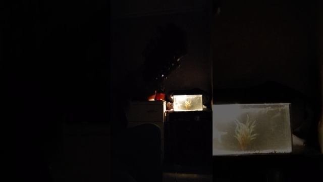 песня