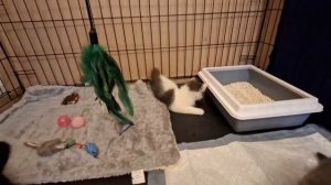 VID_20250610_113218_600.mp4