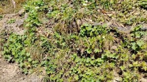 29.03.2025 Ореховка Сванидзе