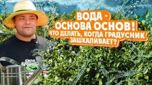 ВОДА - ОСНОВА ОСНОВ! Что делать когда градусник зашкаливает?