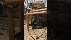 Vivo x100 pro опыт эксплуатации 4 месяца!