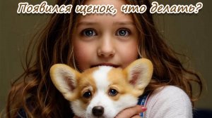 Появился щенок, что делать?