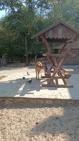 Трапеза оленя.