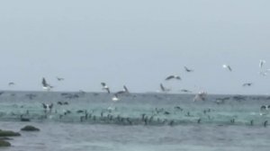 Рождение картины Птичий пир на море  Улыбка струн