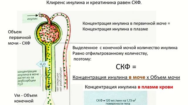 Почечный клиренс веществ. Оценка функции почки.