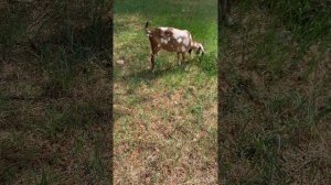 Как я ухаживаю за козой перед окотом.Кальций, е селен, седимин для коз.Чем кормить козу перед окотом