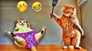САМЫЕ СМЕШНЫЕ ЖИВОТНЫЕ 2025 😄🤣😃 Новые смешные видео с кошками и собаками 🐱ПРИКОЛЫ🐶