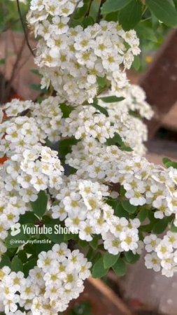 Спирея Белая Невеста / Spiraea vanhouttei #садоводство #цветы #вангутта