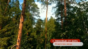 В могучих лесах | С любовью от Бога