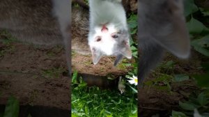 котята#котята