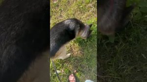 Кэсси