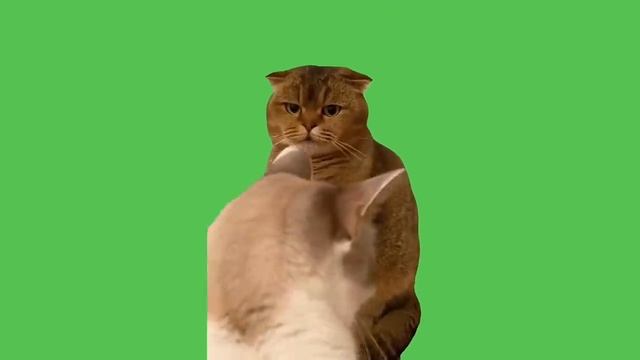 Все лучшие мемы о кошках на зеленом фоне / All Best Cat Memes Green screen смотреть онлайн
