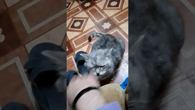Погладь кота. Барсик в своем репертуаре.