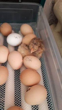 Первенцы 🐣🐤🐥#циплята #сельскаяжизнь