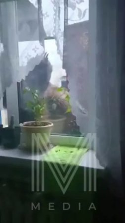 ТУК-ТУК-ТУК! На Камчатке медведи не только по улицам ходят, но еще и в гости просятся! #камчатка