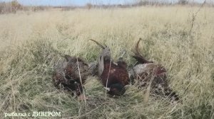 Фазан - ОХОТА в Астраханской области,  база "УГЛЯНСКОЕ" 2024