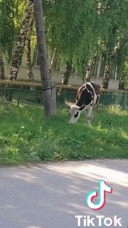 дед  делает выкрутасы 🤣🤣🤣🤣