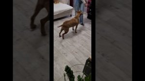 Школа бальных танцев