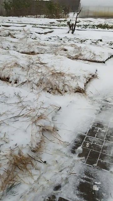 На Урале уже снег. А какая у вас какая погода? #природноеземледелие #садоводство #огород
