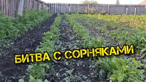 Битва с сорняками началась?