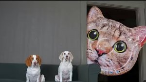 смешные собачки и гигантский кот