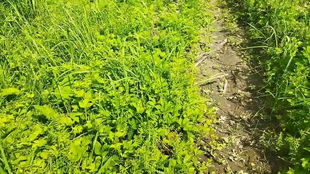 прогулка по лесу часть2