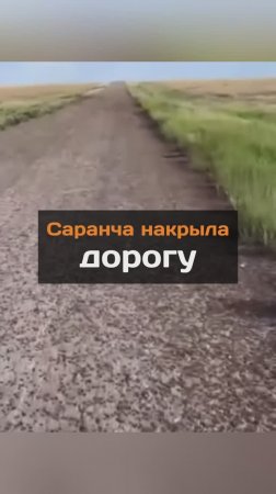 Саранча накрыла дорогу