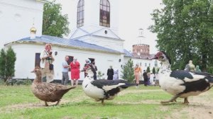 Утиные истории