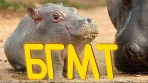 ПРИКОЛЫ ОТ ЧЕЛОЗАВРА 2025 / БГМТ / СМЕШНЫЕ ВИДЕО / МЕМЫ