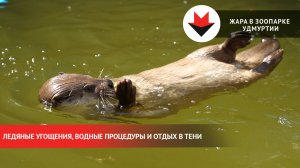 Спасение от жары: секреты охлаждения животных в зоопарке Удмуртии