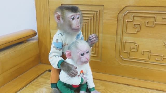 Обезьянка крошка БУКАШКА пищит кушать МАЛЕХА обняла гладит Принесла банан накормила меньшую Добрая и